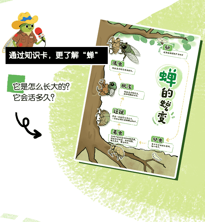 夏日遇见蝉_方案_详情页_03.png