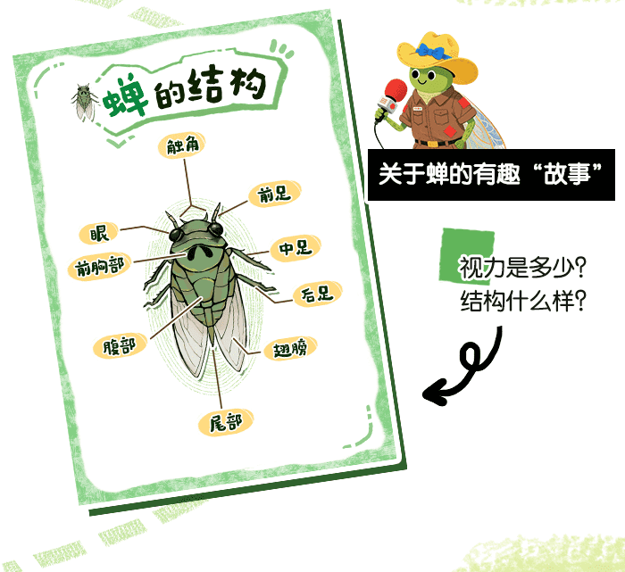 夏日遇见蝉_方案_详情页_04.png