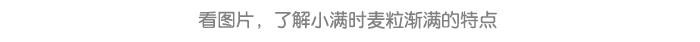 小满_详情页6.png