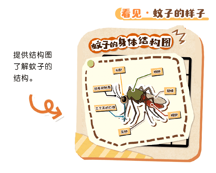 蚊子大科普_详情页_03.png