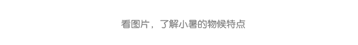小暑课件详情页_04.png
