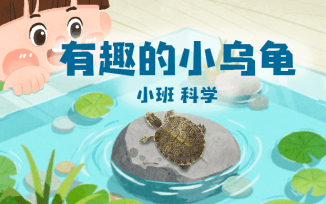 有趣的小乌龟
