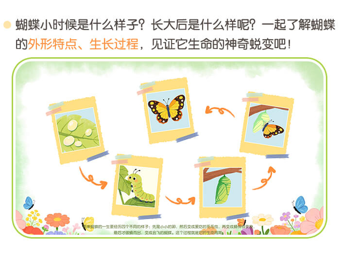 美丽的蝴蝶_详情页2.jpg
