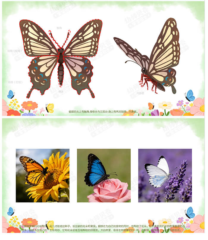 美丽的蝴蝶_详情页4.jpg