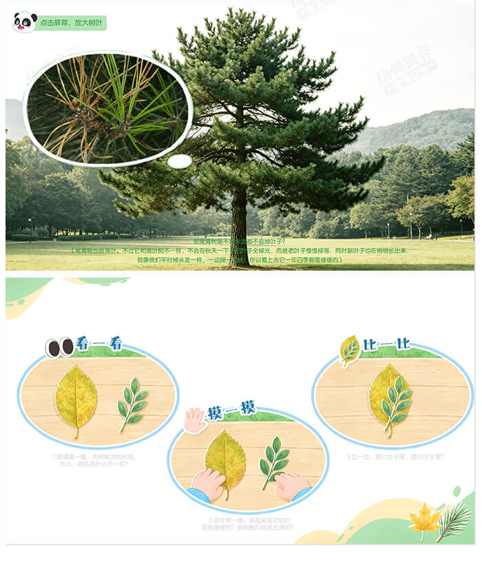 落叶树与常青树_详情页_03.jpg