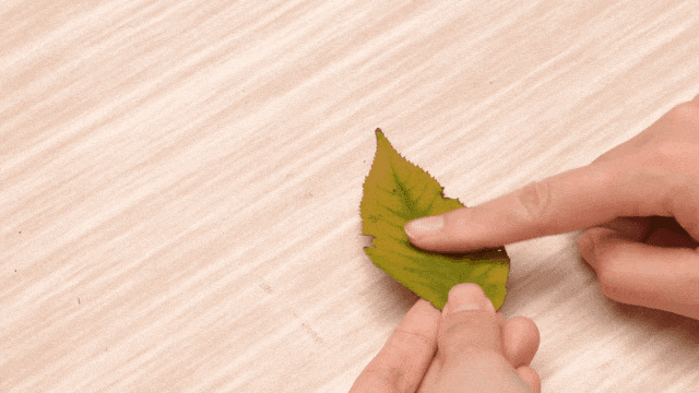 树叶拓画.gif